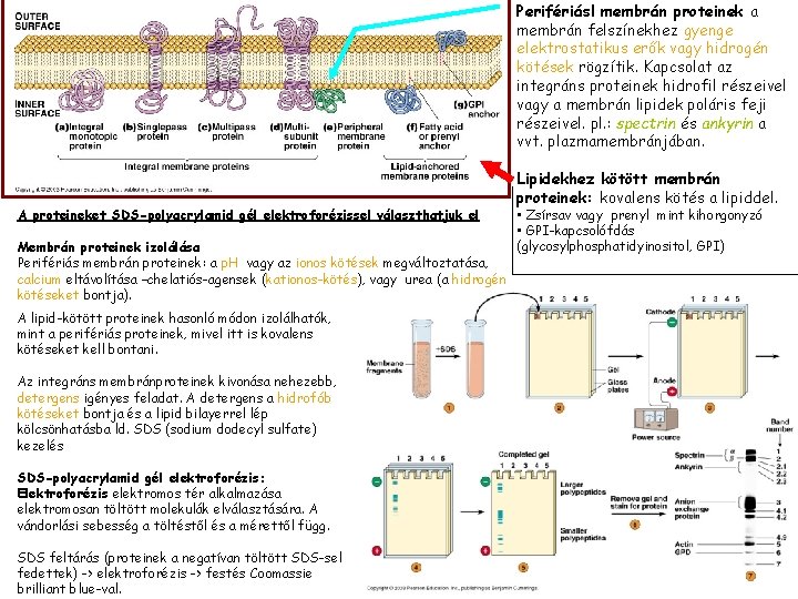 Perifériásl membrán proteinek a membrán felszínekhez gyenge elektrostatikus erők vagy hidrogén kötések rögzítik. Kapcsolat