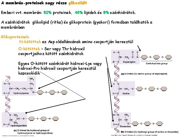 A membrán-proteinek nagy része glikozilált Emberi vvt. membrán: 52% proteinek, 40% lipidek és 8%