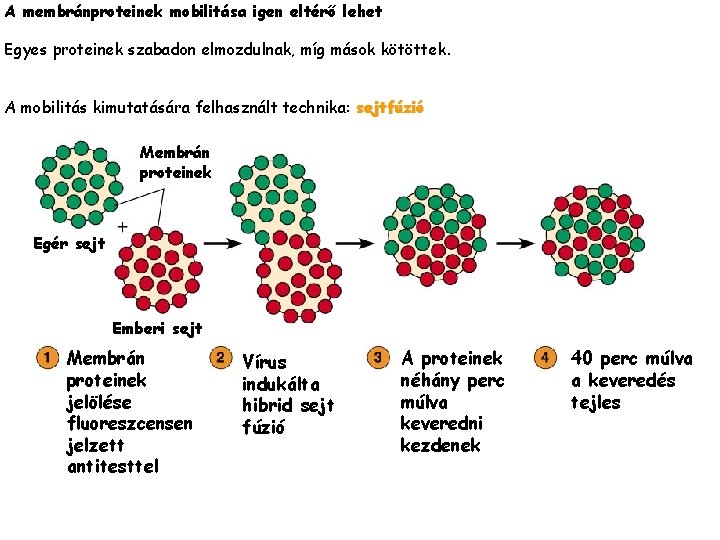 A membránproteinek mobilitása igen eltérő lehet Egyes proteinek szabadon elmozdulnak, míg mások kötöttek. A