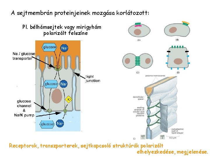 A sejtmembrán proteinjeinek mozgása korlátozott: Pl. bélhámsejtek vagy mirigyhám polarizált felszíne Receptorok, transzporterek, sejtkapcsoló