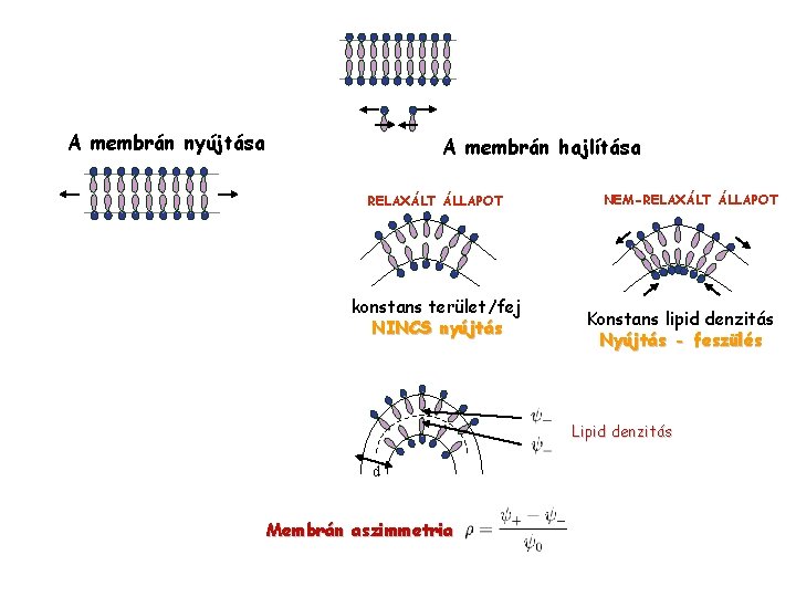 A membrán nyújtása A membrán hajlítása RELAXÁLT ÁLLAPOT konstans terület/fej NINCS nyújtás NEM-RELAXÁLT ÁLLAPOT
