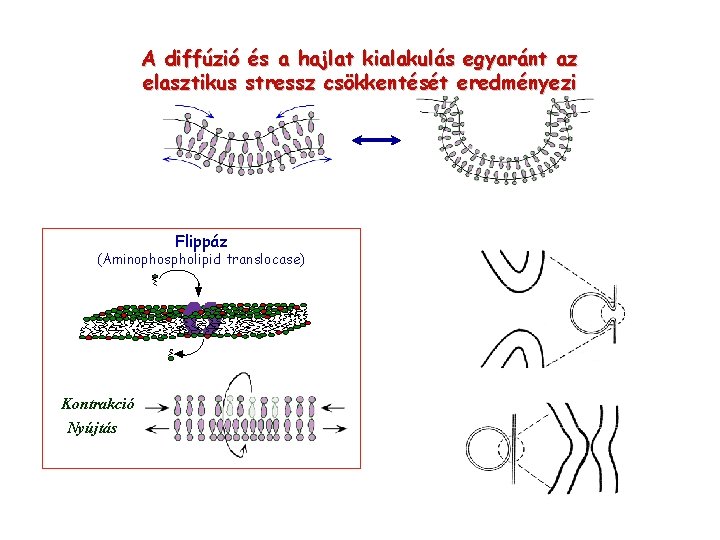 A diffúzió és a hajlat kialakulás egyaránt az elasztikus stressz csökkentését eredményezi Flippáz (Aminophospholipid