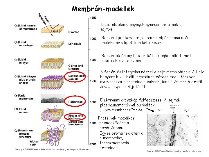 Membrán-modellek Lipid-oldékony anyagok gyorsan bejutnak a sejtbe Benzin-lipid keverék, a benzin elpárolgása után molekuláris