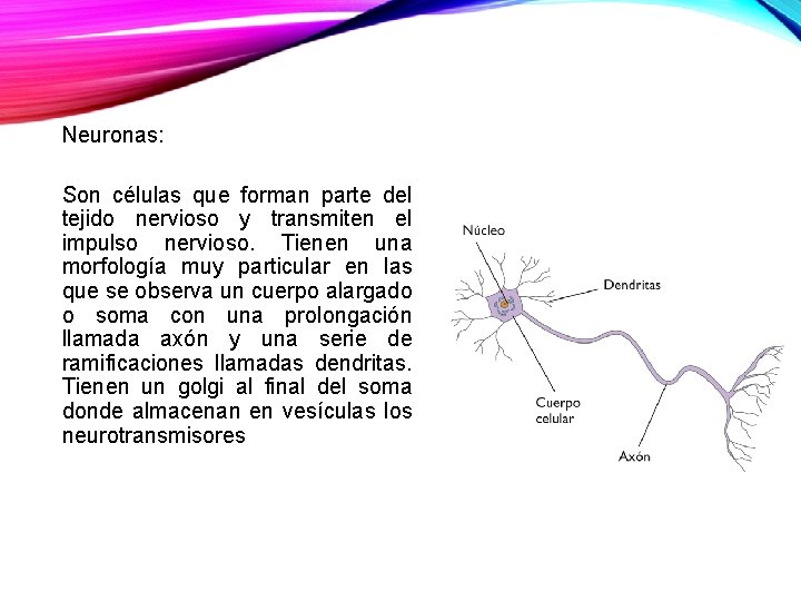 Neuronas: Son células que forman parte del tejido nervioso y transmiten el impulso nervioso.