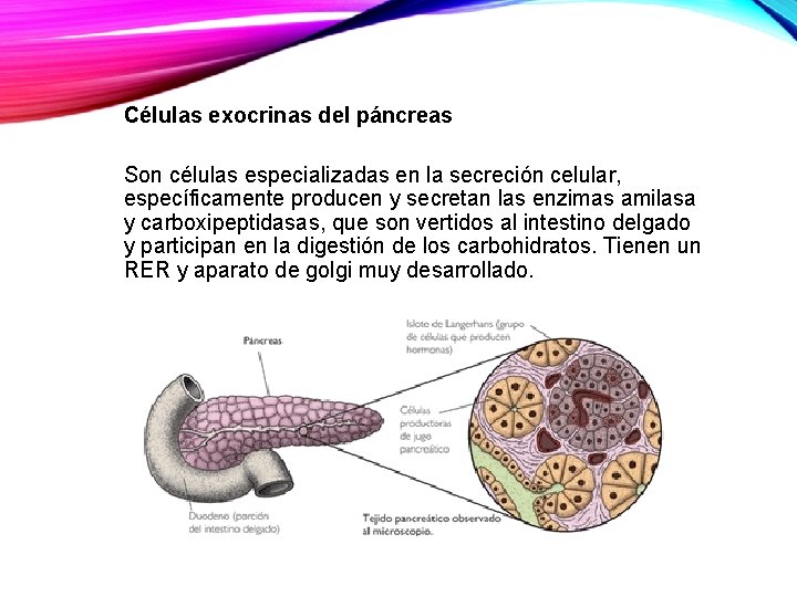 Células exocrinas del páncreas Son células especializadas en la secreción celular, específicamente producen y