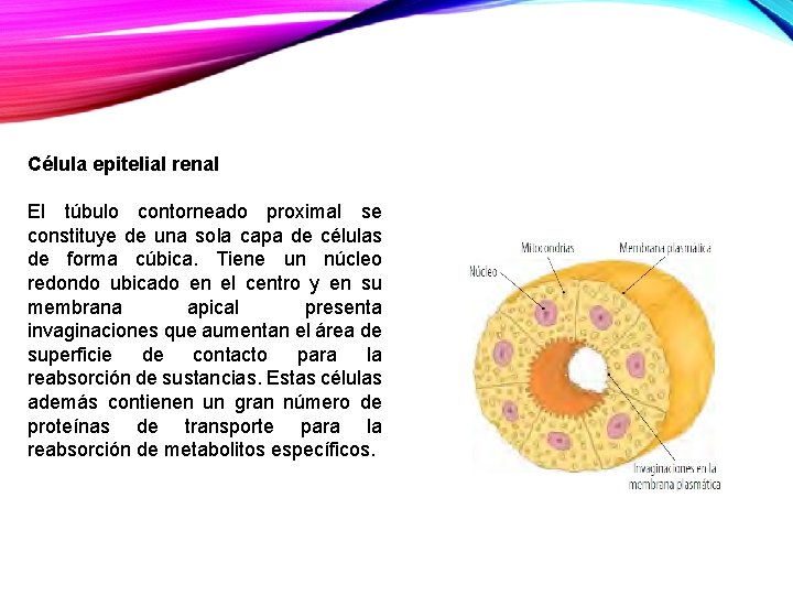 Célula epitelial renal El túbulo contorneado proximal se constituye de una sola capa de