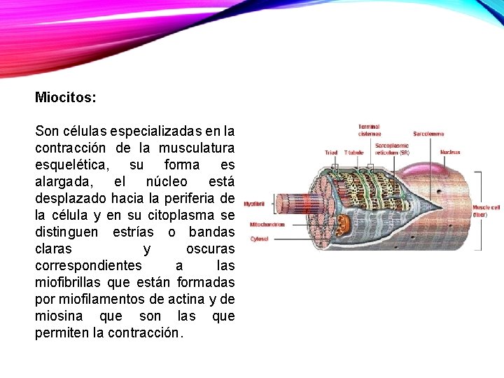 Miocitos: Son células especializadas en la contracción de la musculatura esquelética, su forma es