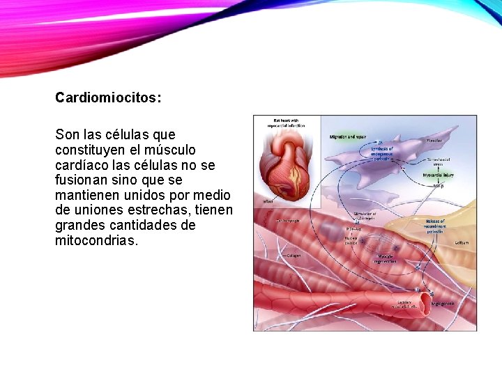 Cardiomiocitos: Son las células que constituyen el músculo cardíaco las células no se fusionan