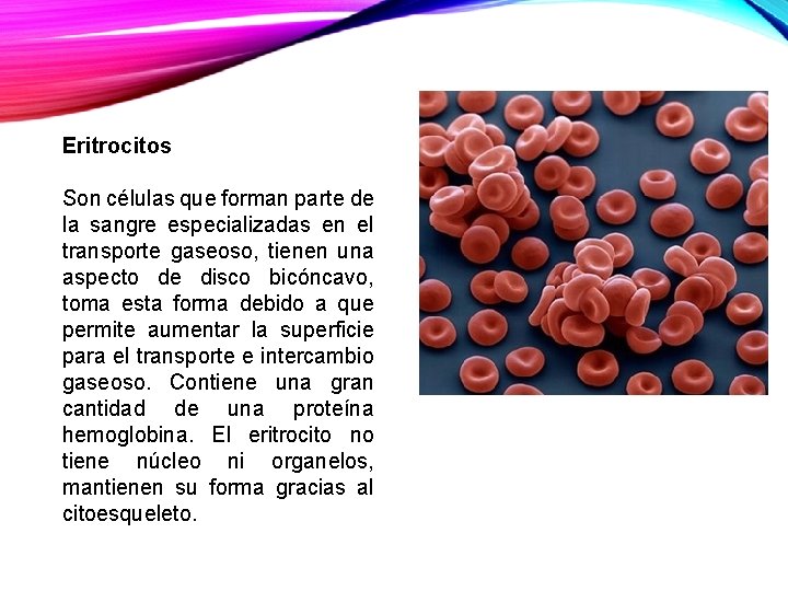 Eritrocitos Son células que forman parte de la sangre especializadas en el transporte gaseoso,