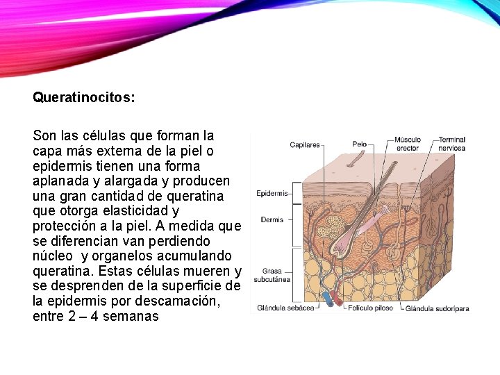 Queratinocitos: Son las células que forman la capa más externa de la piel o