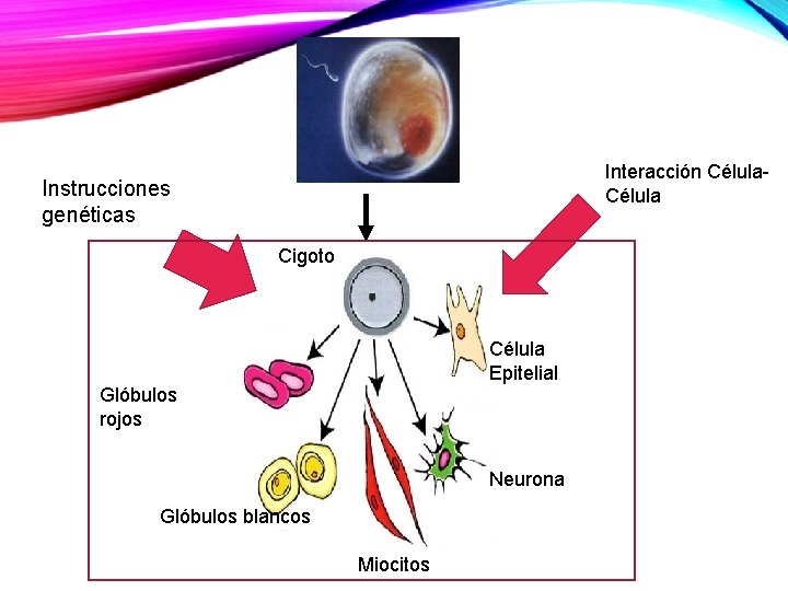 Interacción Célula Instrucciones genéticas Cigoto Célula Epitelial Glóbulos rojos Neurona Glóbulos blancos Miocitos 
