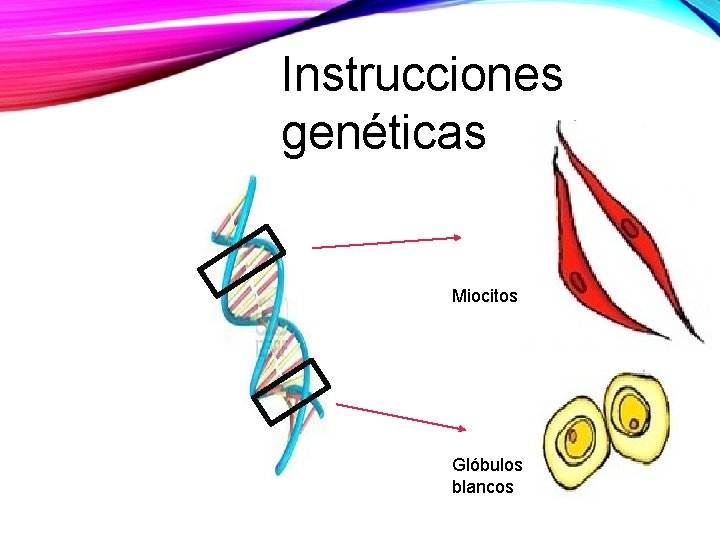Instrucciones genéticas Miocitos Glóbulos blancos 