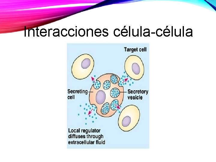 Interacciones célula-célula 