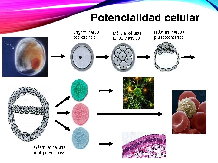 Potencialidad celular Cigoto: célula totipotencial Gástrula: células multipotenciales Mórula: células totipotenciales Blástula: células pluripotenciales