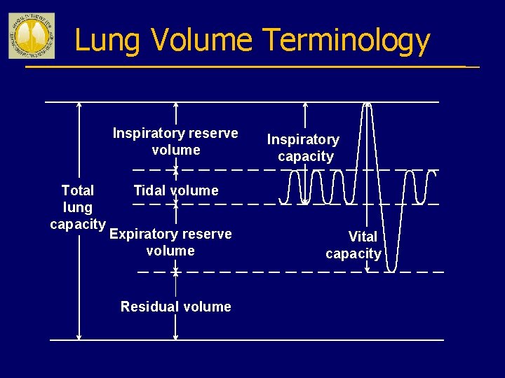 Lung Volume Terminology Inspiratory reserve volume Total lung capacity Inspiratory capacity Tidal volume Expiratory