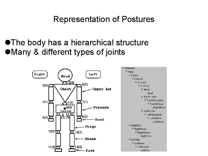 Representation of Postures The body has a hierarchical structure Many & different types of