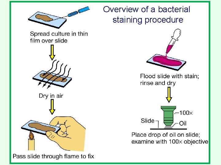 Overview of a bacterial staining procedure 