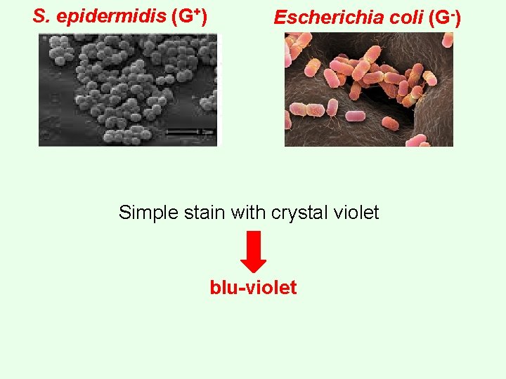 S. epidermidis (G+) Escherichia coli (G-) Simple stain with crystal violet blu-violet 