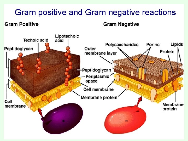 Gram positive and Gram negative reactions 