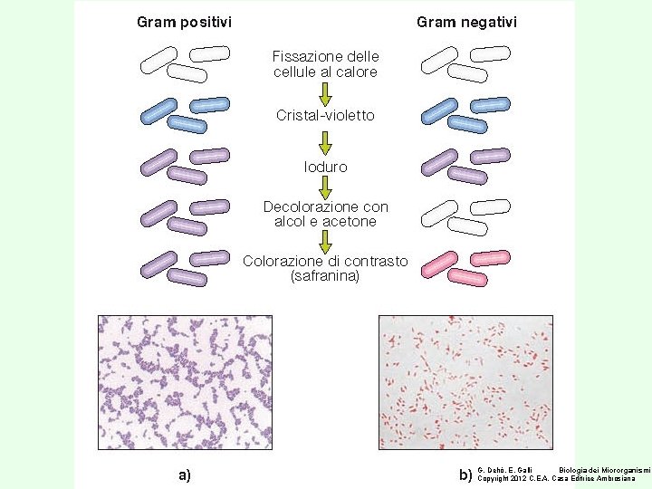G. Dehò, E. Galli Biologia dei Microrganismi Copyright 2012 C. E. A. Casa Editrice