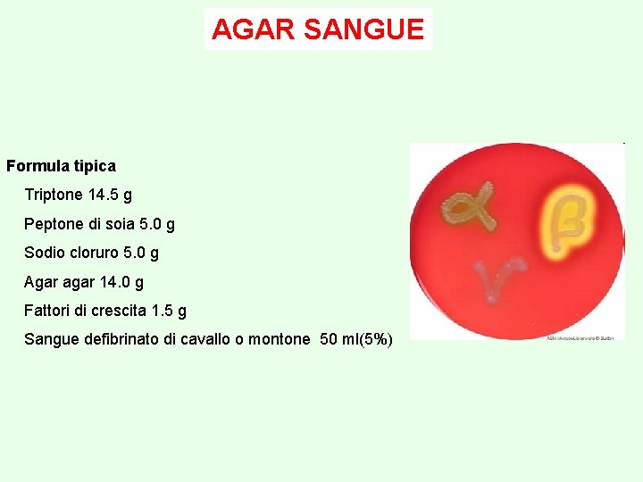 AGAR SANGUE Formula tipica Triptone 14. 5 g Peptone di soia 5. 0 g