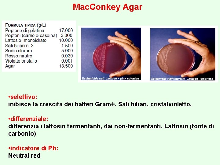 Mac. Conkey Agar • selettivo: inibisce la crescita dei batteri Gram+. Sali biliari, cristalvioletto.