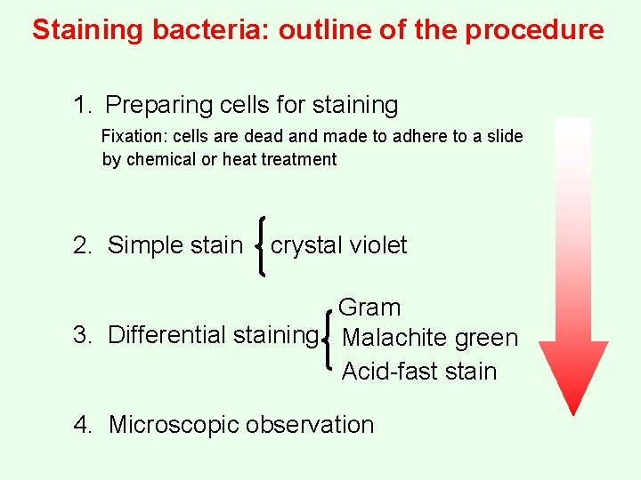 Staining bacteria: outline of the procedure 1. Preparing cells for staining Fixation: cells are