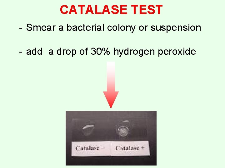 CATALASE TEST - Smear a bacterial colony or suspension - add a drop of