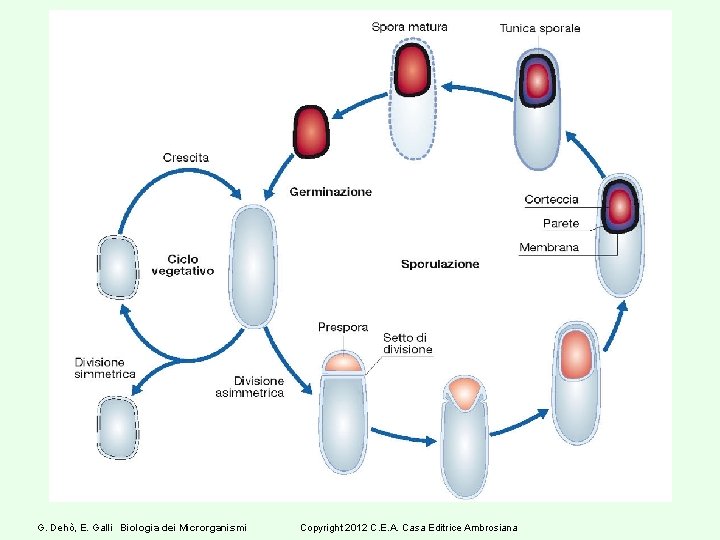 G. Dehò, E. Galli Biologia dei Microrganismi Copyright 2012 C. E. A. Casa Editrice