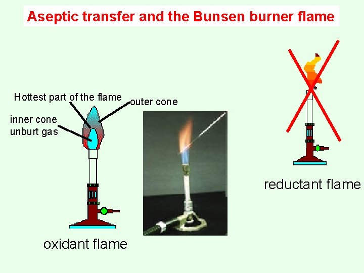 Aseptic transfer and the Bunsen burner flame Hottest part of the flame outer cone