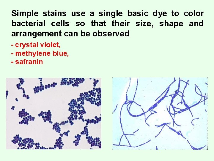 Simple stains use a single basic dye to color bacterial cells so that their