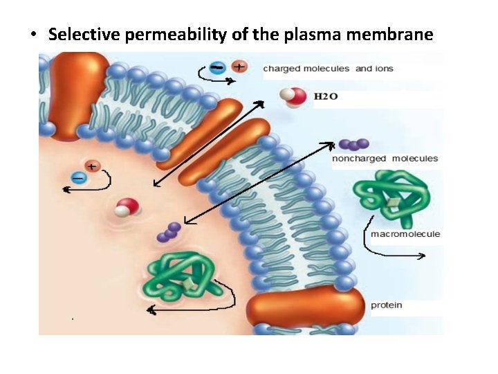  • Selective permeability of the plasma membrane 