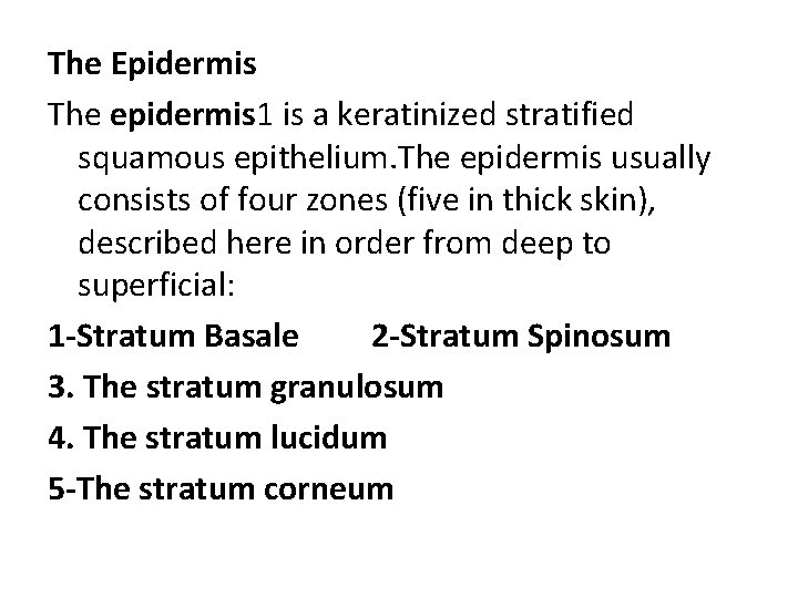 The Epidermis The epidermis 1 is a keratinized stratified squamous epithelium. The epidermis usually