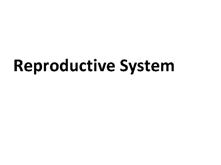  Reproductive System 