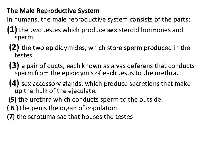 The Male Reproductive System In humans, the male reproductive system consists of the parts: