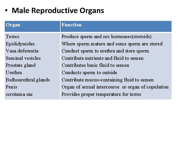  • Male Reproductive Organs Organ Function Testes Epididymides Vasa deferentia Seminal vesicles Prostate