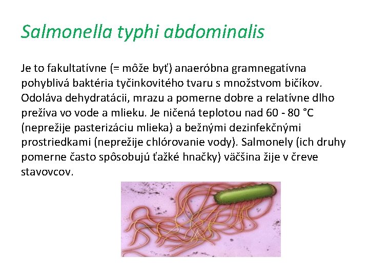 Salmonella typhi abdominalis Je to fakultatívne (= môže byť) anaeróbna gramnegatívna pohyblivá baktéria tyčinkovitého