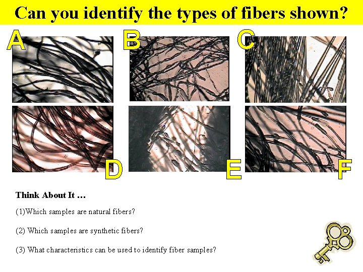 Can you identify the types of fibers shown? A B D Think About It