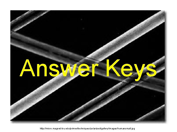 Answer Keys http: //micro. magnet. fsu. edu/primer/techniques/polarized/gallery/images/humansmall. jpg 