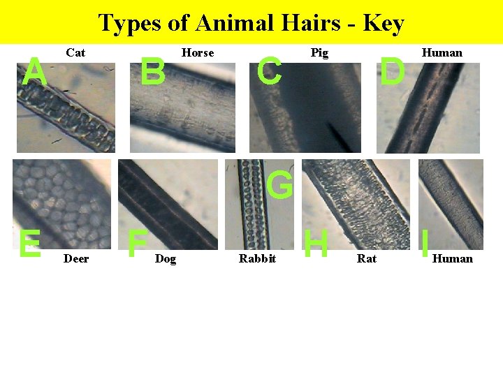 Types of Animal Hairs - Key A Cat B Horse C Pig D Human