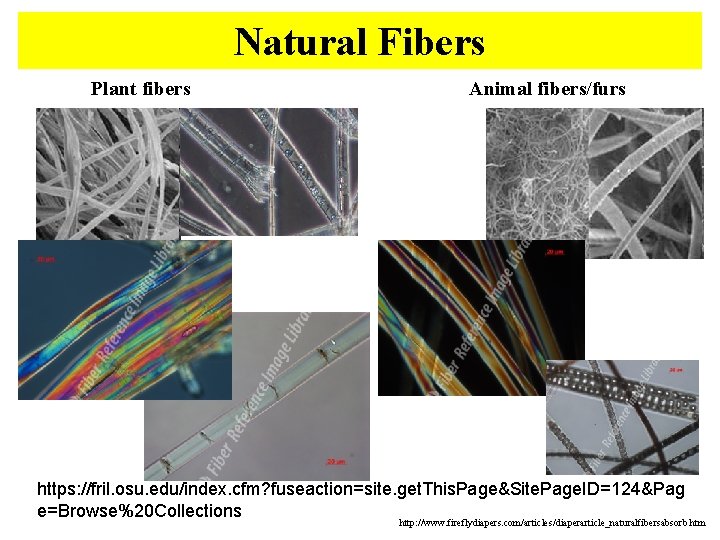 Natural Fibers Plant fibers Animal fibers/furs https: //fril. osu. edu/index. cfm? fuseaction=site. get. This.