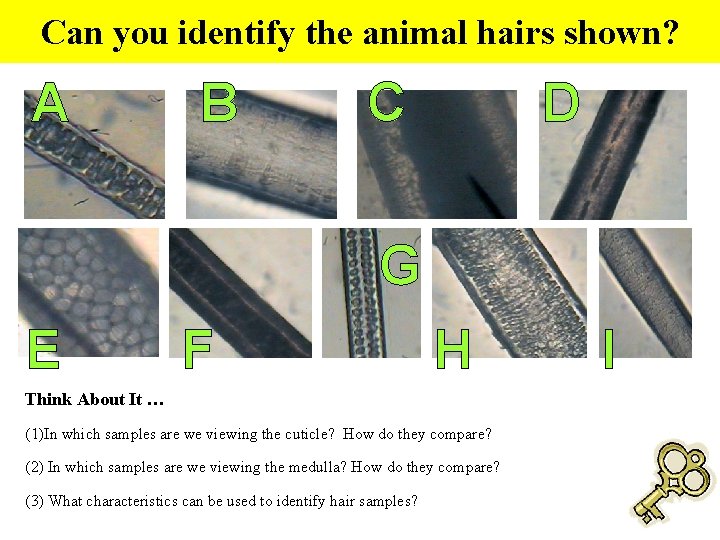 Can you identify the animal hairs shown? A B C D G E F