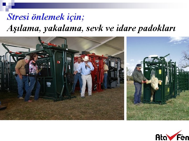 Stresi önlemek için; Aşılama, yakalama, sevk ve idare padokları 