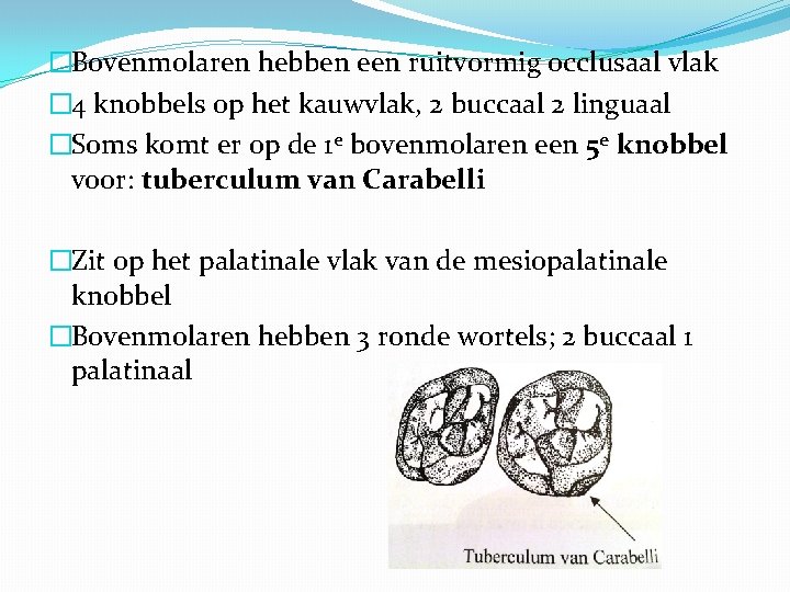 �Bovenmolaren hebben een ruitvormig occlusaal vlak � 4 knobbels op het kauwvlak, 2 buccaal