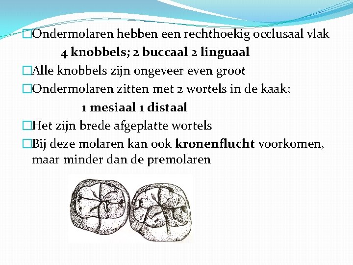 �Ondermolaren hebben een rechthoekig occlusaal vlak 4 knobbels; 2 buccaal 2 linguaal �Alle knobbels