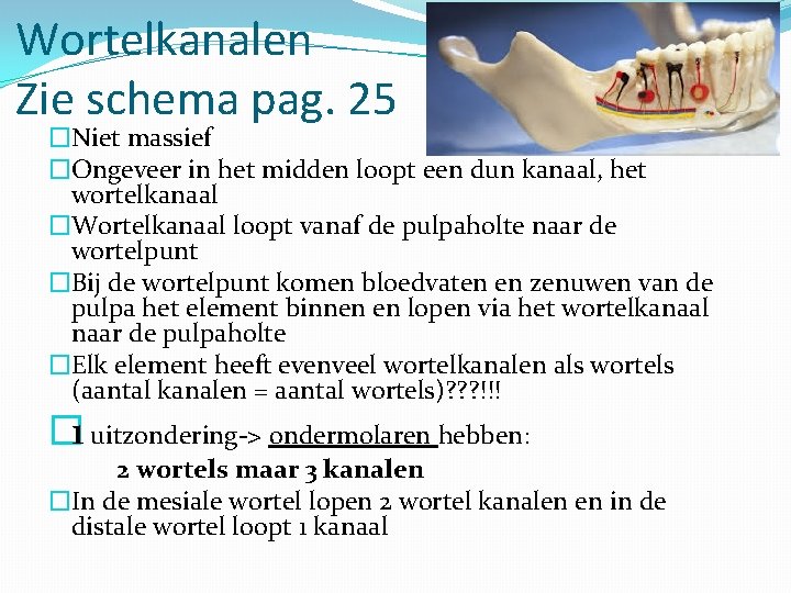 Wortelkanalen Zie schema pag. 25 �Niet massief �Ongeveer in het midden loopt een dun