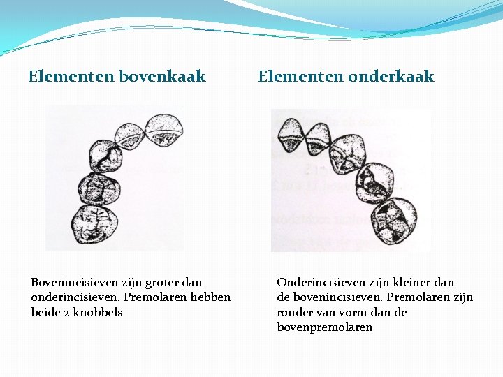 Elementen bovenkaak Bovenincisieven zijn groter dan onderincisieven. Premolaren hebben beide 2 knobbels Elementen onderkaak