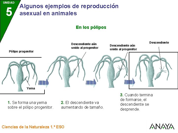 UNIDAD 5 3 Algunos ejemplos de reproducción asexual en animales En los pólipos Descendiente