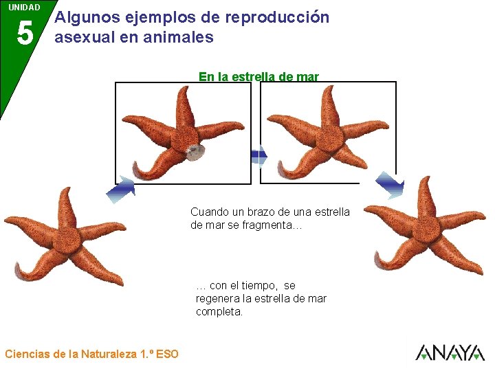 UNIDAD 5 3 Algunos ejemplos de reproducción asexual en animales En la estrella de