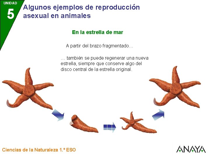 UNIDAD 5 3 Algunos ejemplos de reproducción asexual en animales En la estrella de